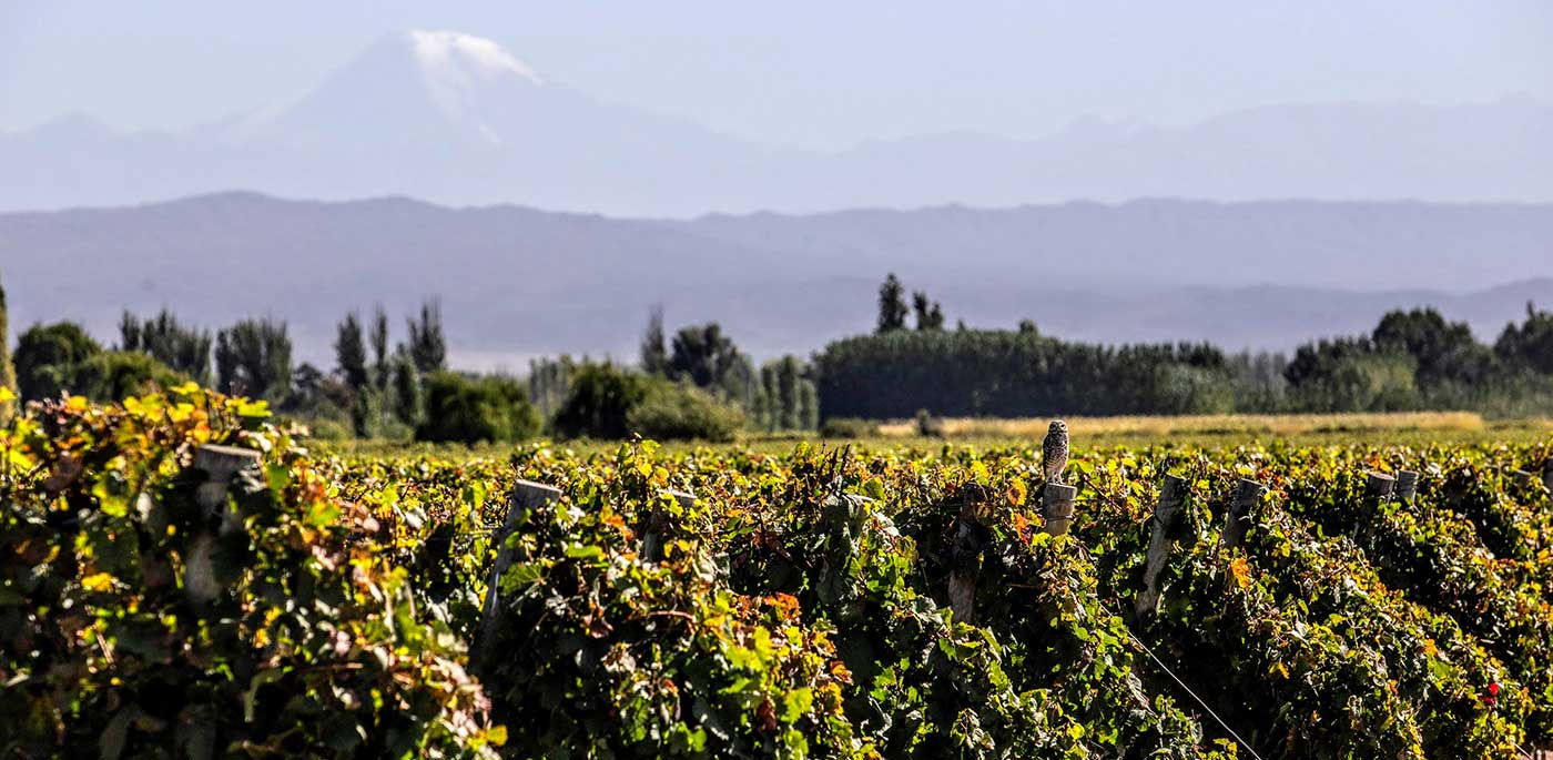 Wineries for sale in Neuquén and Río Negro in the Patagonia region