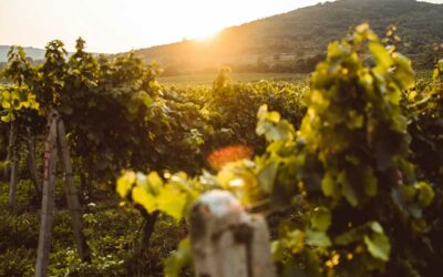 Organic wine: 6 concepts to understand it
