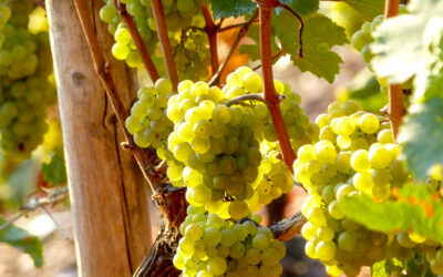 Riesling Vs. Torrontés: Dos vinos blancos emblemáticos con mucho en común